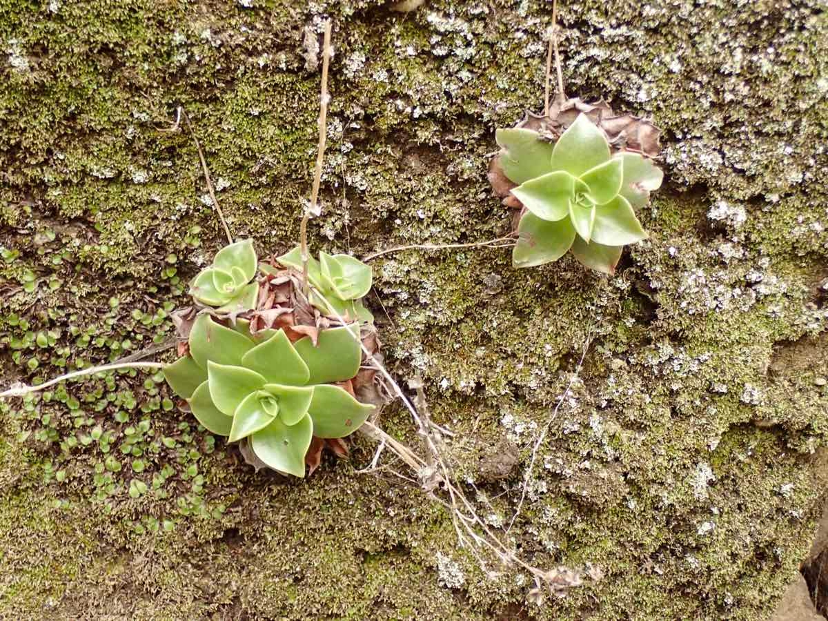 Dudleya stolonifera