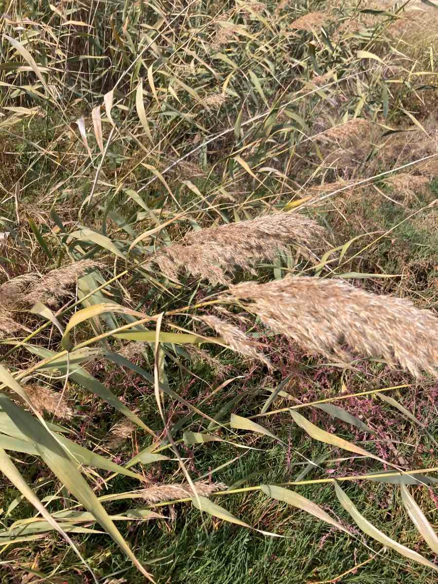 Phragmites australis