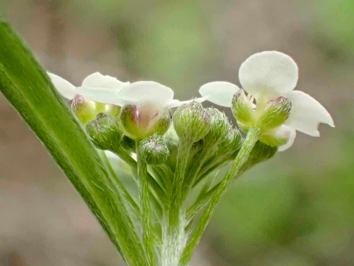 Lobularia maritima