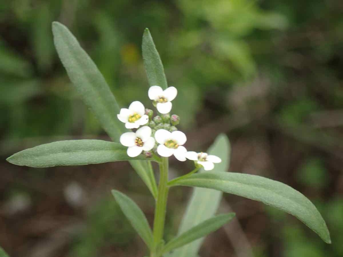 Lobularia maritima