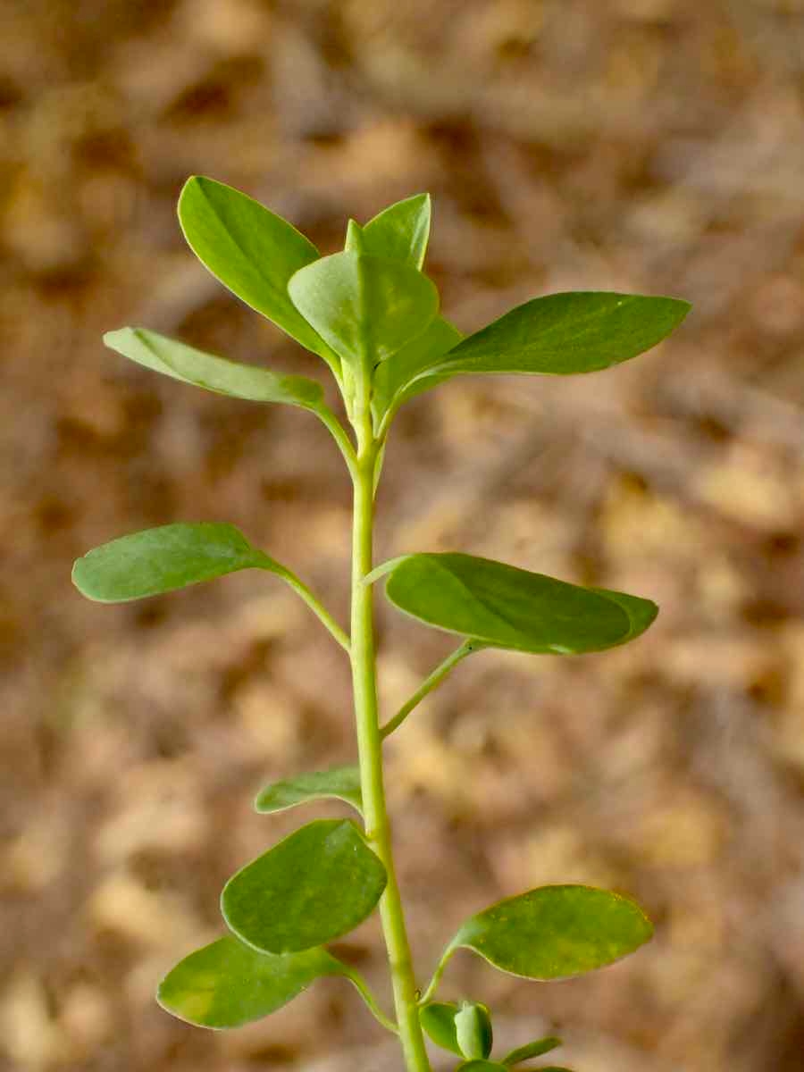 Euphorbia peplus