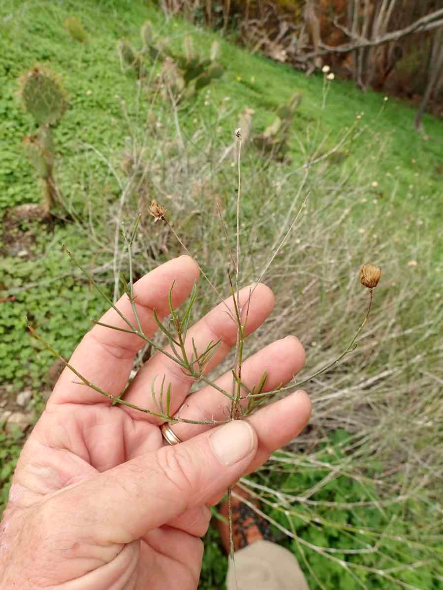 Bebbia juncea var. aspera