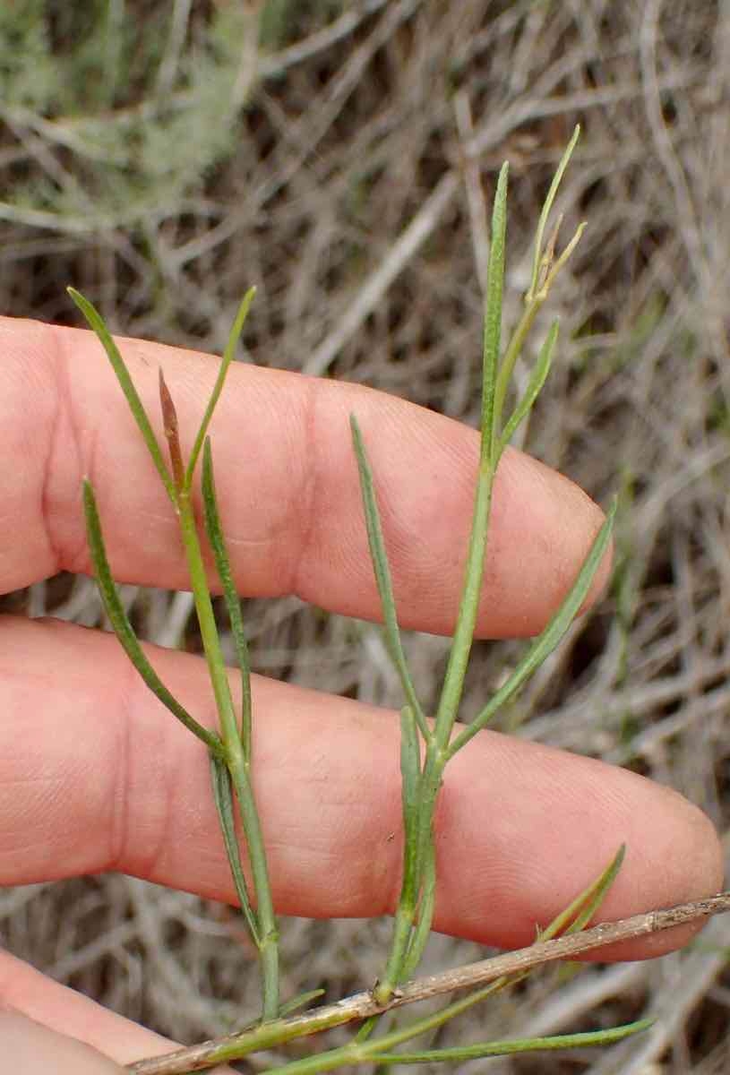 Bebbia juncea var. aspera