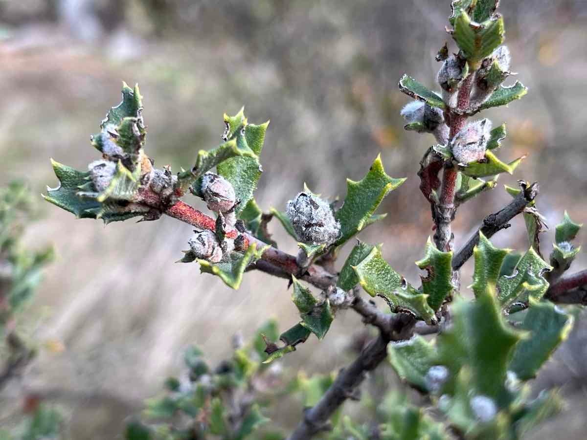 Ceanothus divergens