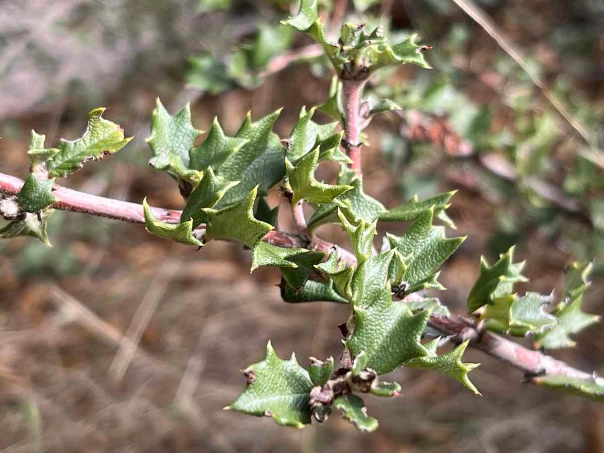 Ceanothus divergens