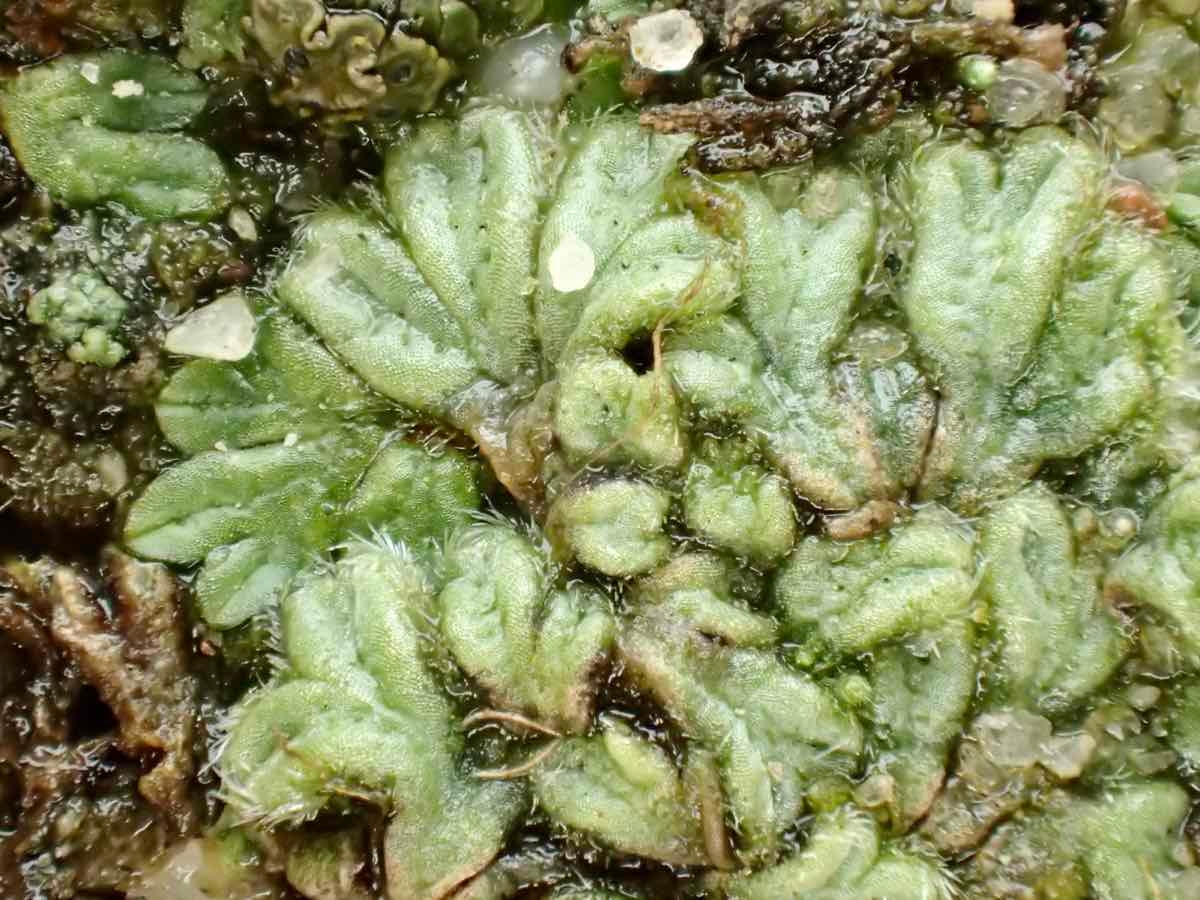 Riccia trichocarpa