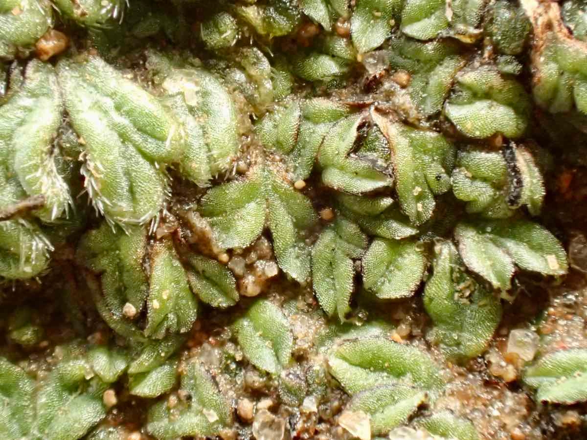 Riccia trichocarpa