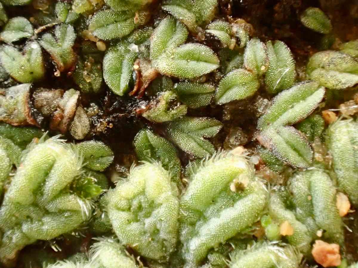 Riccia trichocarpa