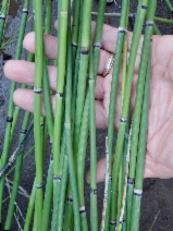 Equisetum hyemale ssp. affine