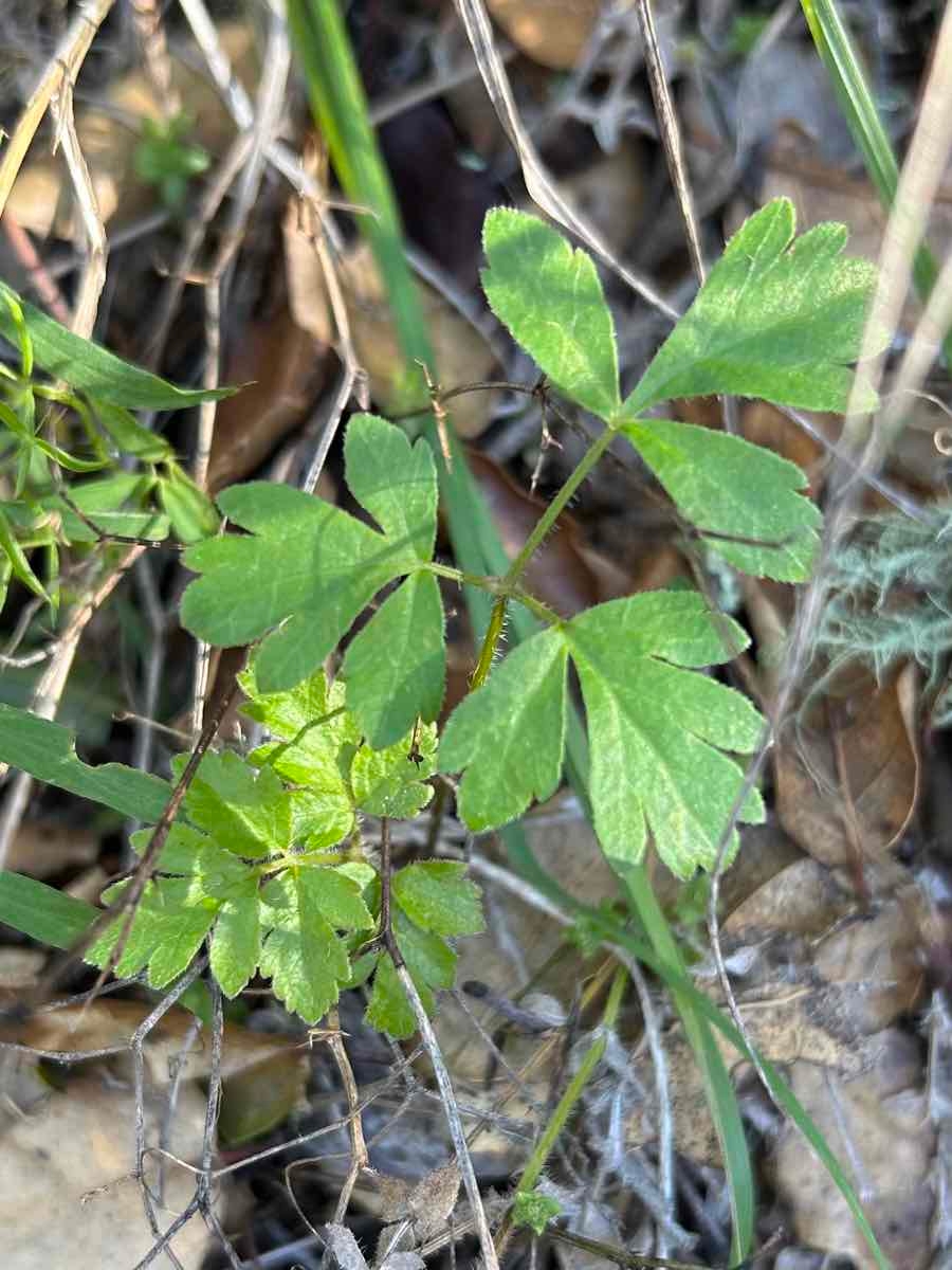 Anemone grayi