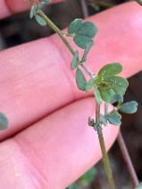 Acmispon junceus var. bioletti