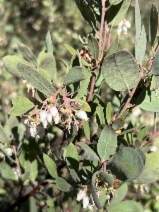 Arctostaphylos silvicola