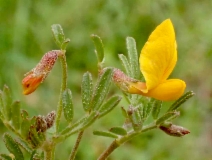 Acmispon strigosus