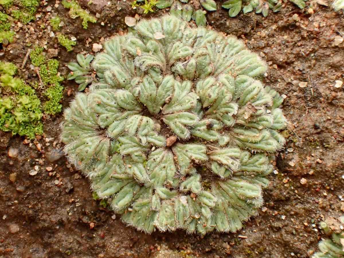 Riccia trichocarpa