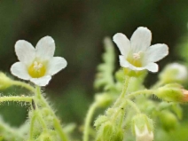 Eucrypta chrysanthemifolia var. chrysanthemifolia