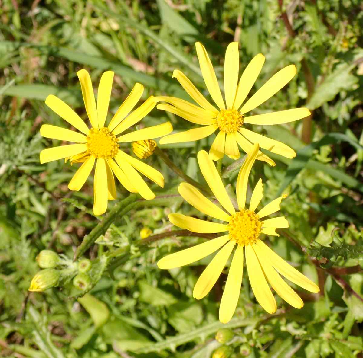 Senecio californicus