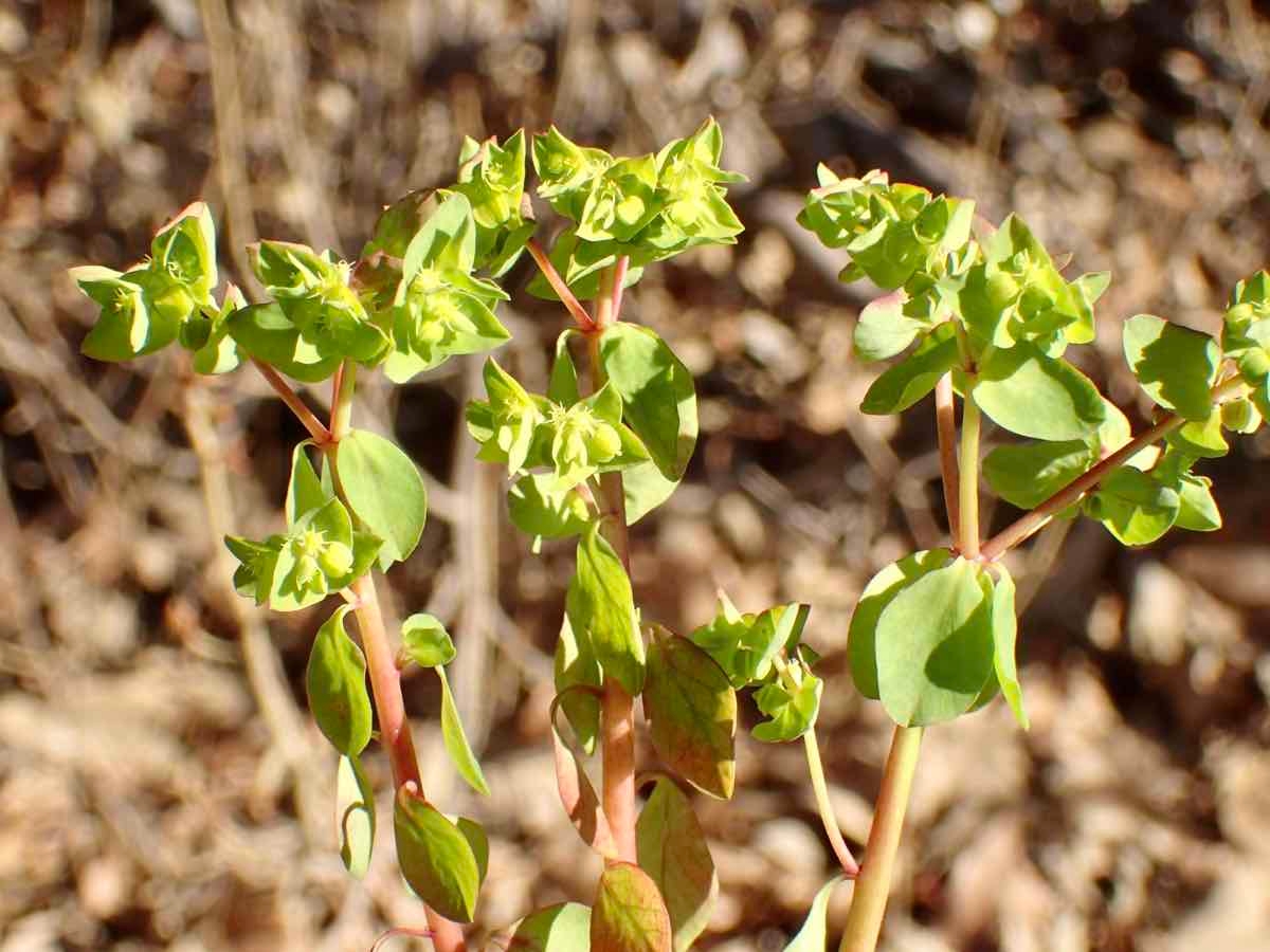 Euphorbia peplus