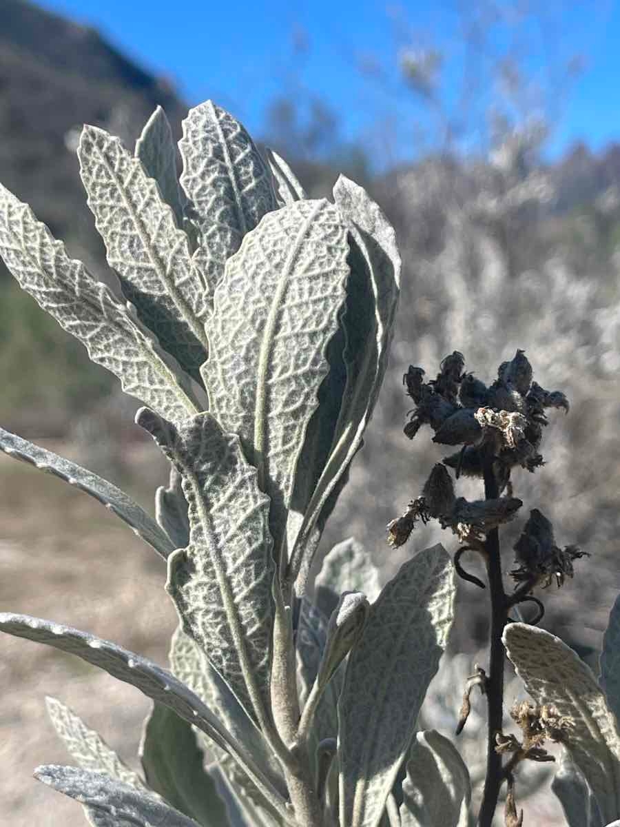 Eriodictyon tomentosum