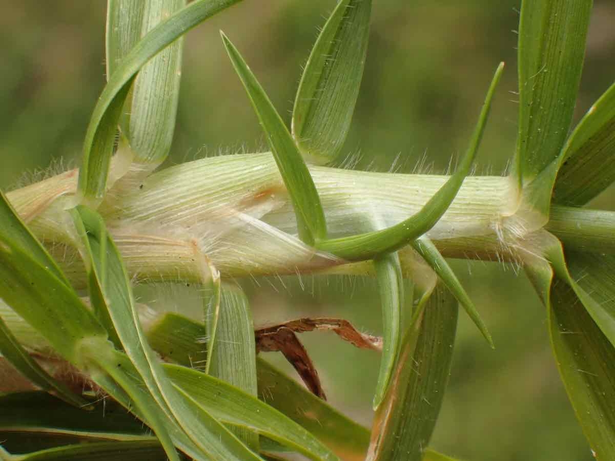 Pennisetum clandestinum