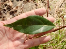 Cinnamomum camphora