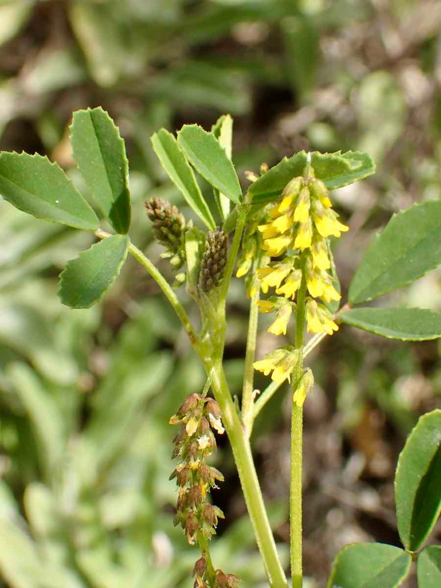 Melilotus indicus