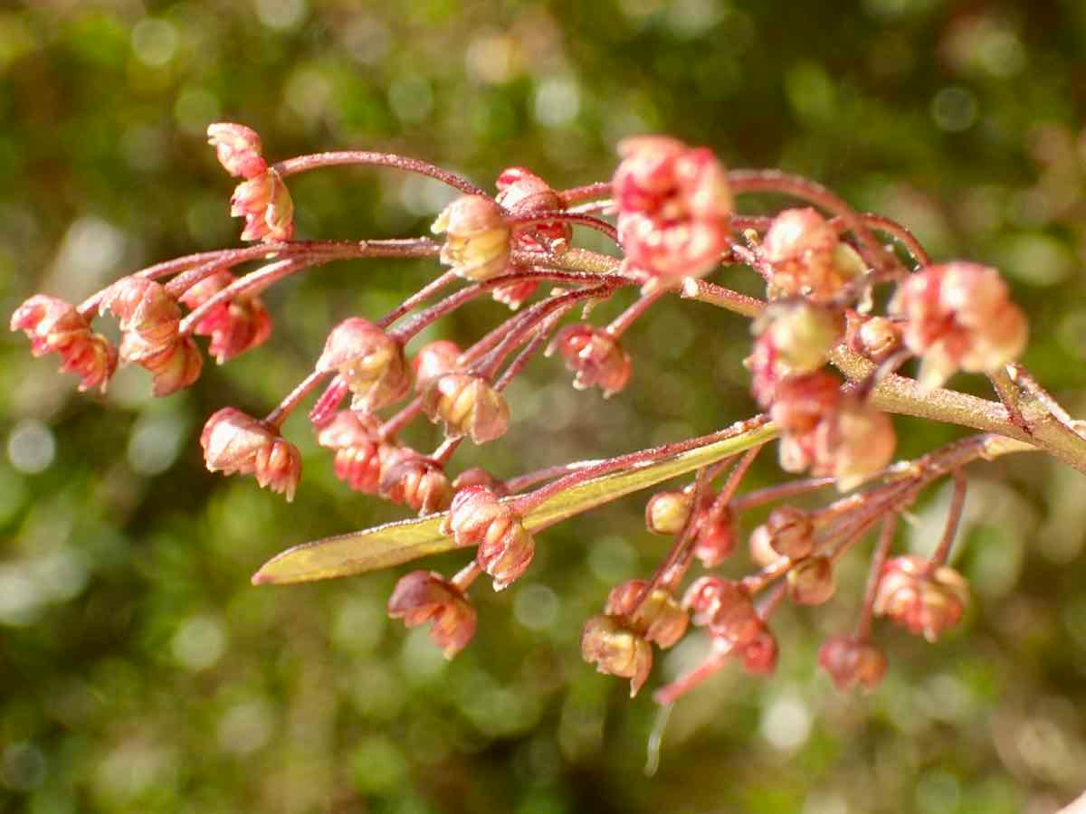 Dodonaea viscosa