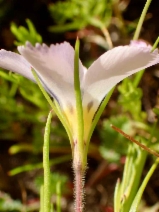 Linanthus dianthiflorus ssp. dianthiflorus