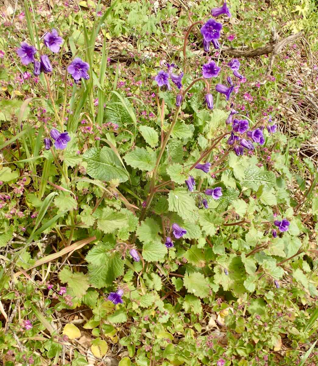 Phacelia minor