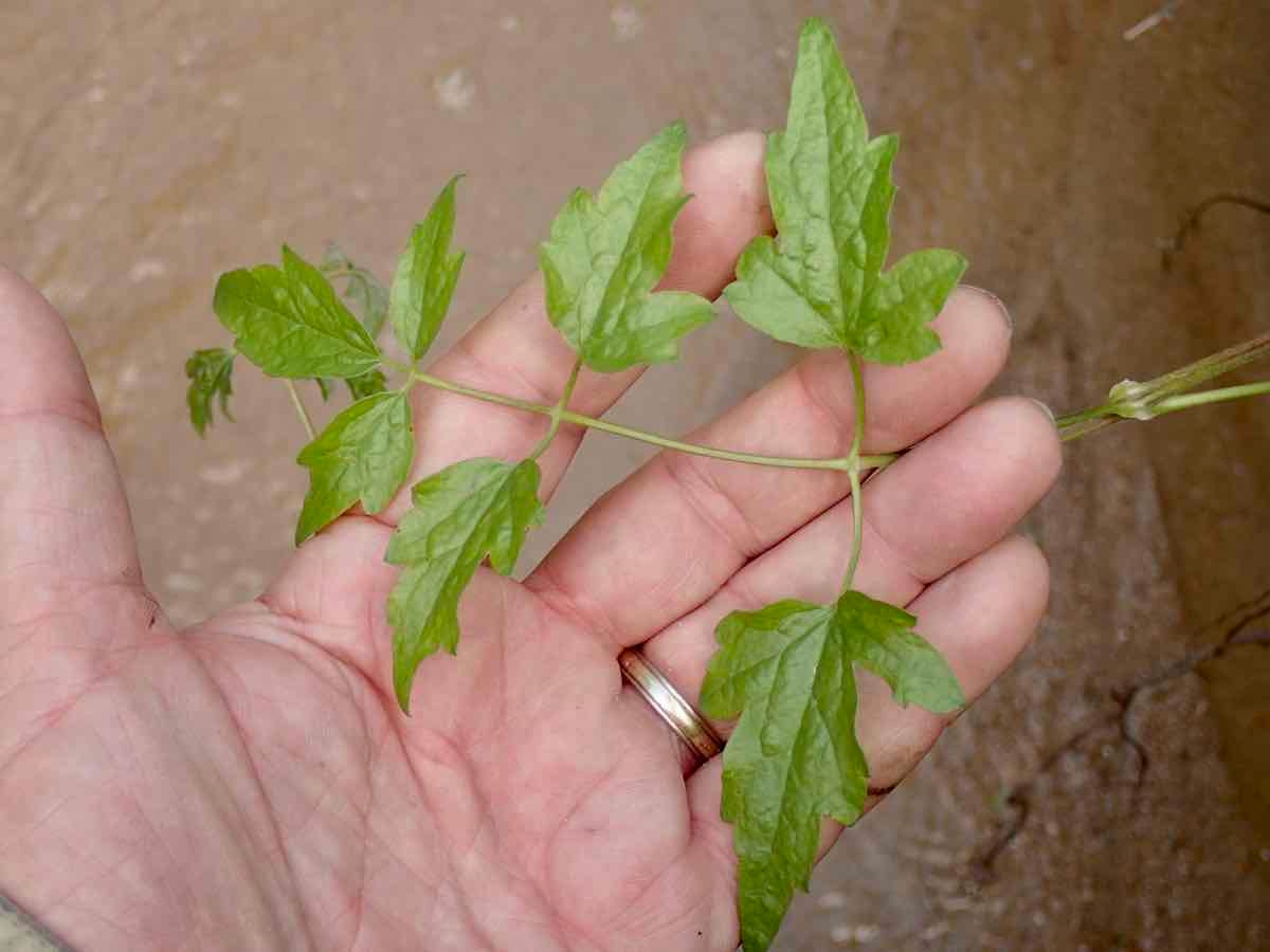 Clematis ligusticifolia