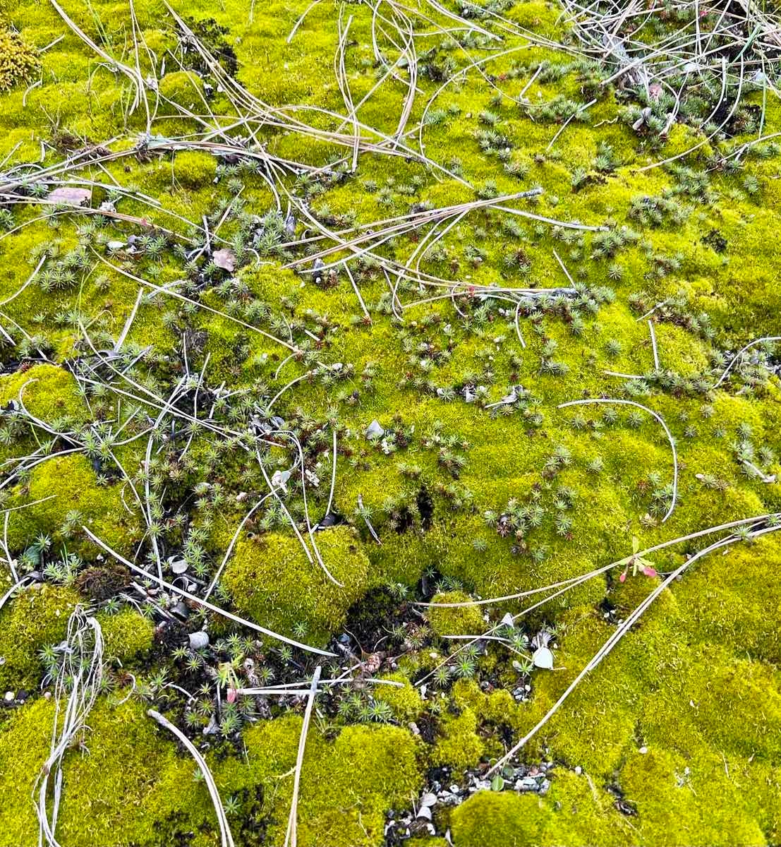 Rosulabryum capillare