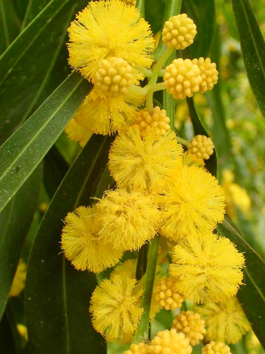 Acacia pycnantha