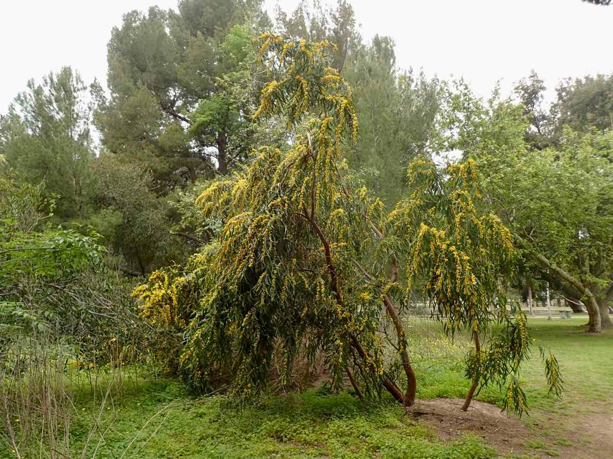 Acacia pycnantha