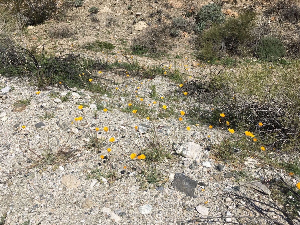 Eschscholzia androuxii