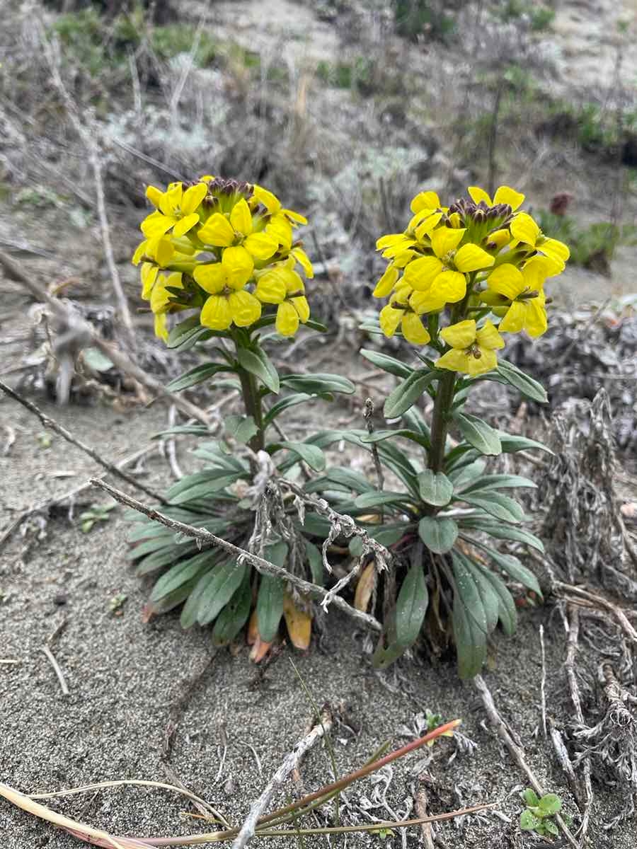 Erysimum menziesii