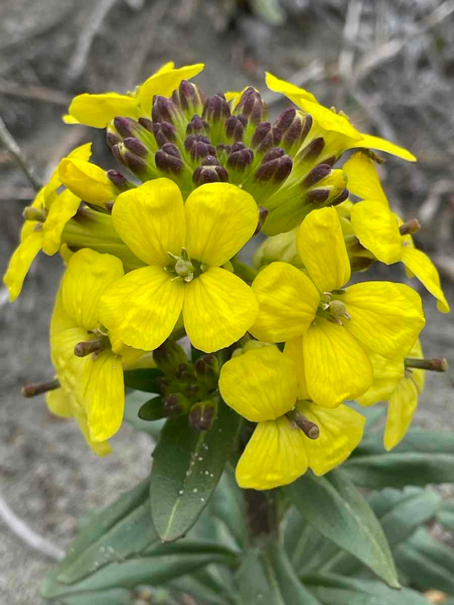 Erysimum menziesii