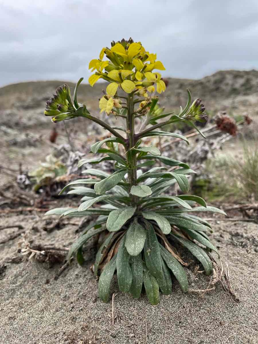 Erysimum menziesii