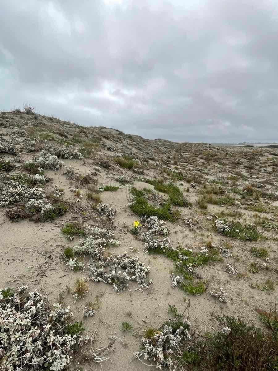 Erysimum menziesii