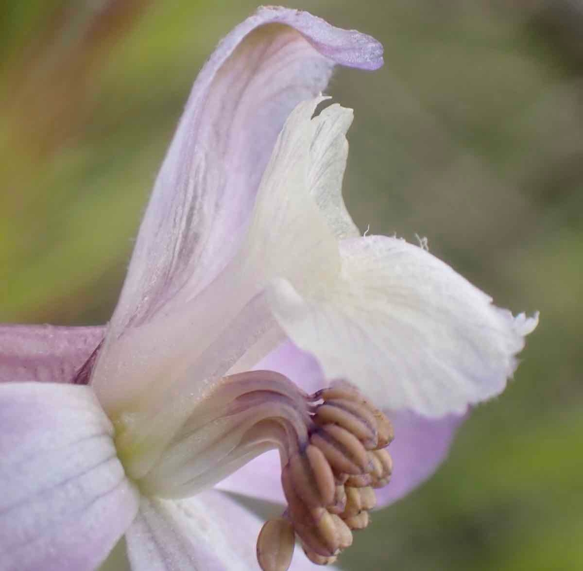 Delphinium recurvatum