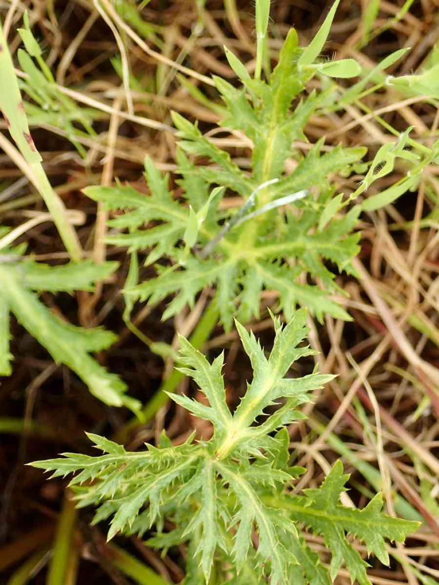 Sanicula arguta