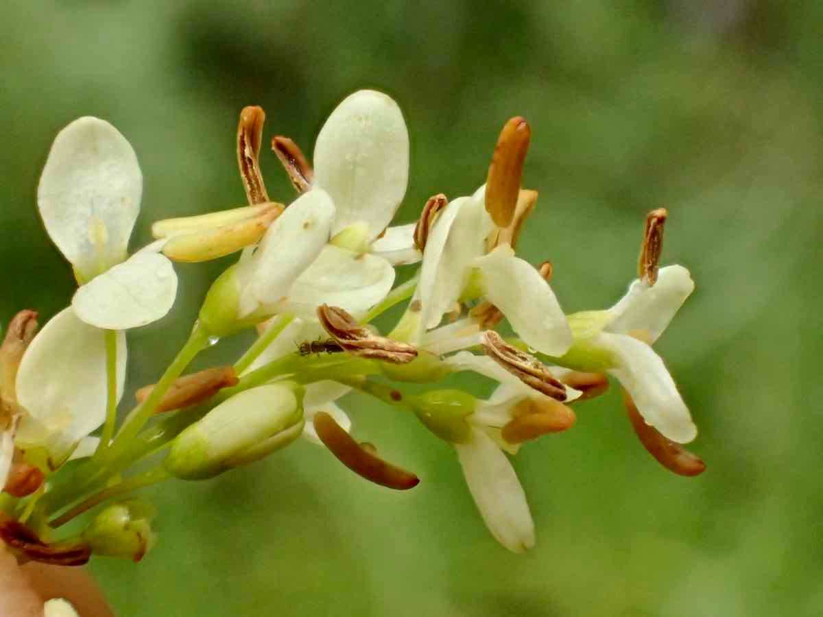 Fraxinus dipetala