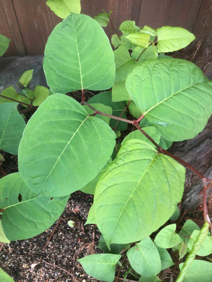 Fallopia japonica