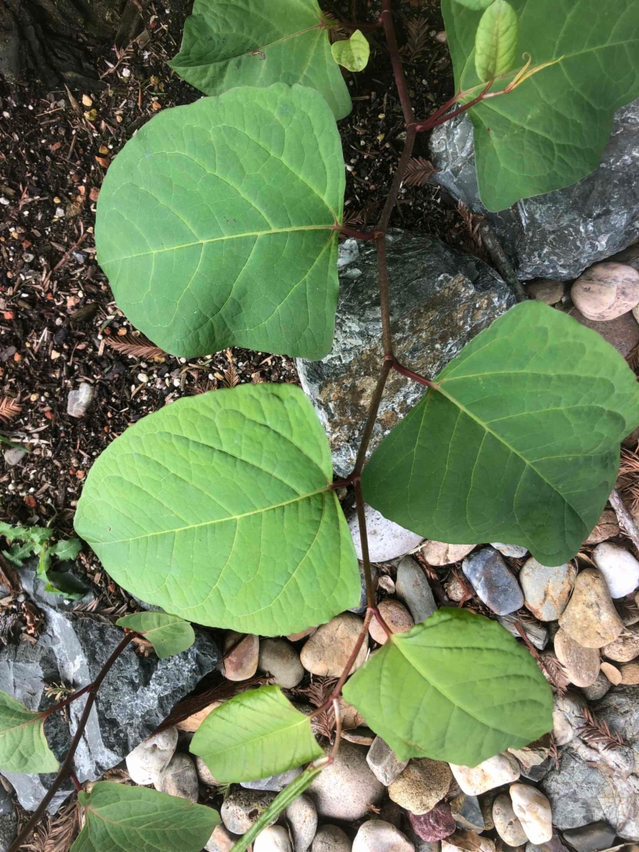 Fallopia japonica