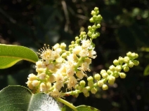 Prunus ilicifolia ssp. lyonii