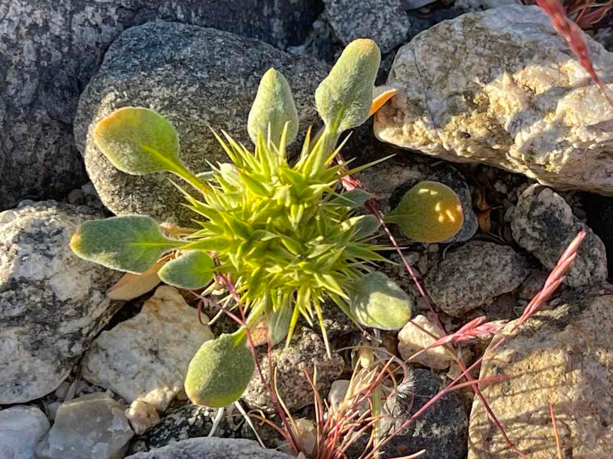 Chorizanthe rigida