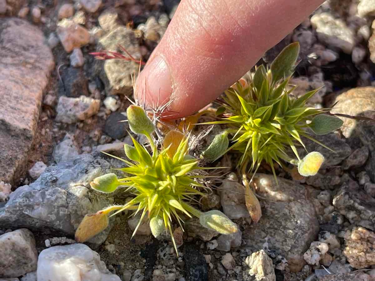 Chorizanthe rigida