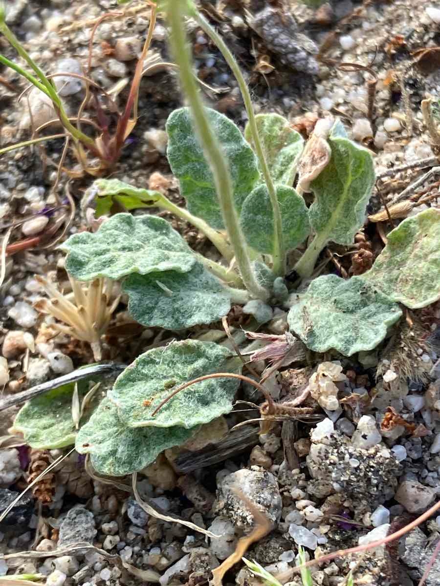 Eriogonum thurberi