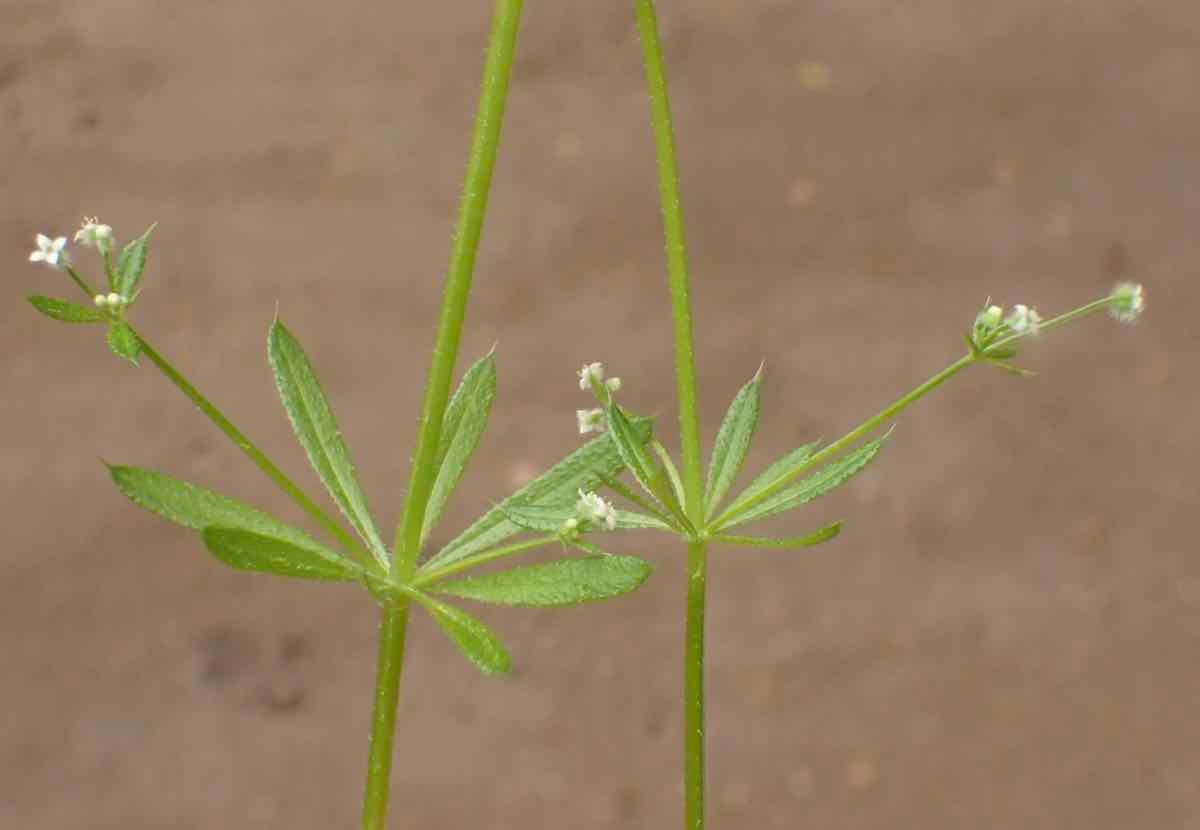 Galium aparine