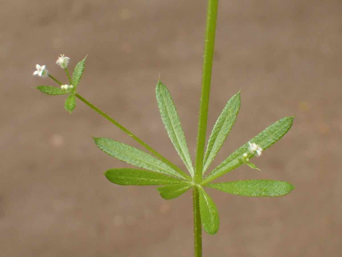 Galium aparine