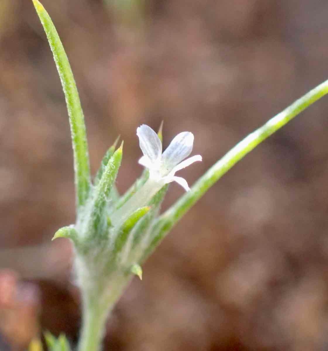 Eriastrum hooveri