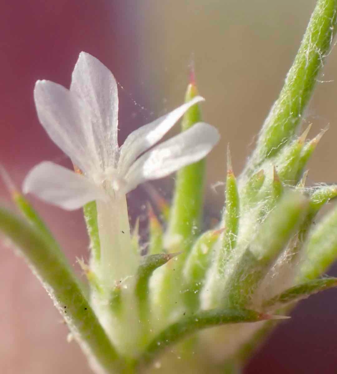 Eriastrum hooveri